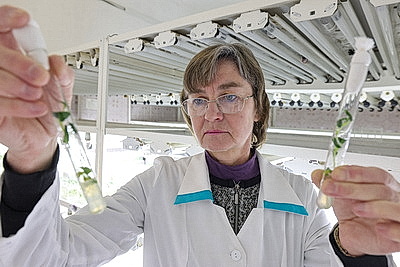 Новые сорта картофеля выращивают в Витебском зональном институте сельского хозяйства