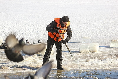 В Бресте расчищают полыньи для зимующих птиц