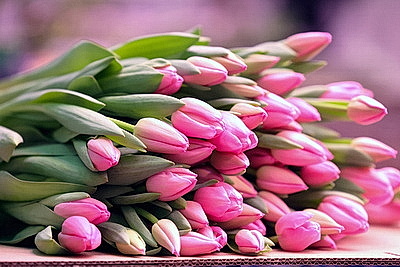 В Гродно готовятся к самому красивому весеннему празднику и начали срезку тюльпанов