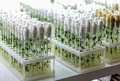 Новые сорта картофеля выращивают в Витебском зональном институте сельского хозяйства