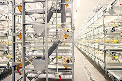 Новую площадку для откорма цыплят-бройлеров открыли в \"Белоруснефть-Особино\"