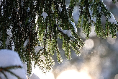 Зимний пейзаж