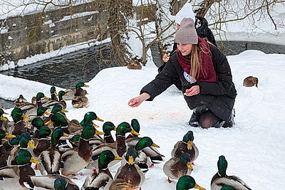 Акция \"Птичий патруль\": актив БСЖ подкармливает птиц