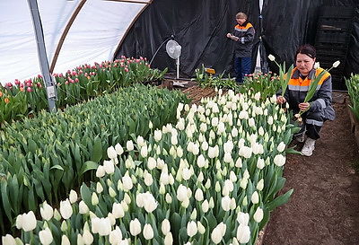 Более 15 тыс. луковиц тюльпанов высадили лесоводы Петриковского лесхоза в нынешнем сезоне