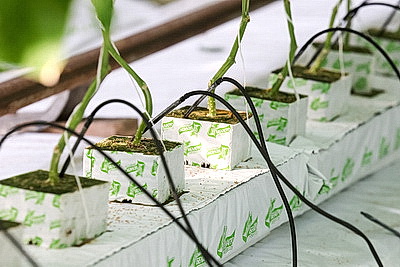 Мартовское путешествие в лето. Как в теплицах Гродненской овощной фабрики растят богатый урожай