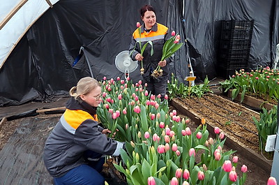 Более 15 тыс. луковиц тюльпанов высадили лесоводы Петриковского лесхоза в нынешнем сезоне