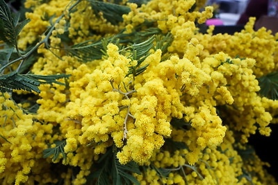 Атмосфера на улицах белорусских городов в преддверии 8 Марта