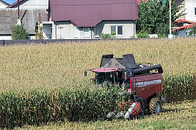 В Гродненской области активно убирают кукурузу
