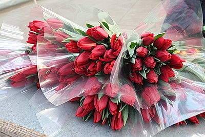 Минский парниково-тепличный комбинат к 8 Марта вырастит более 200 тыс. тюльпанов и около 60 тыс. роз