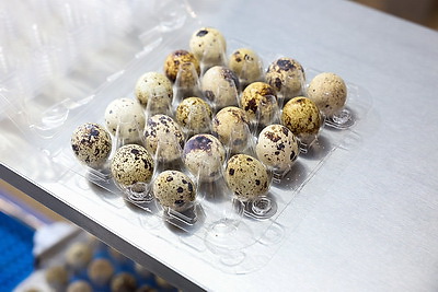 Турчин посетил Солигорскую птицефабрику