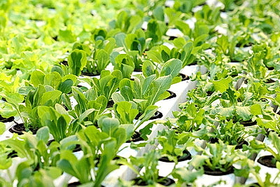 Круглый год в магазинах! Как выращивают овощи в тепличном хозяйстве \"ДОРОРС\"