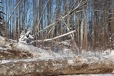 При разработке труднодоступных лесосек планируют заготовить около 600 тыс. куб.м древесины