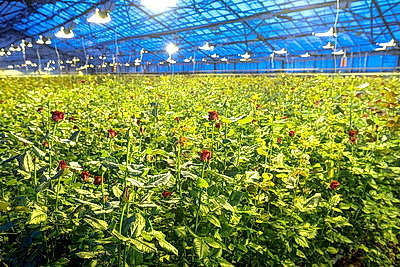 Первые тысячи роз и тюльпанов срезали в теплицах \"Витебского Зеленстроя\"