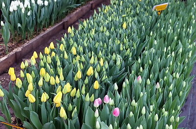 Более 15 тыс. луковиц тюльпанов высадили лесоводы Петриковского лесхоза в нынешнем сезоне