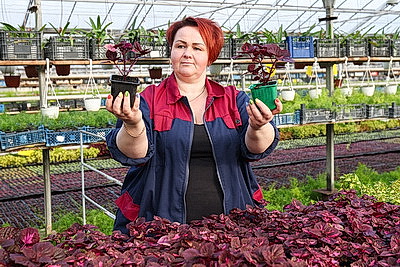 Полностью ручная работа. Более миллиона цветов готовят к высадке на улицах Витебска