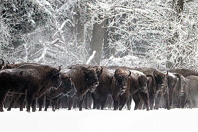 Зубры далеко не отходят, в лесу стоят и ждут. Как подкармливают животных зимой?