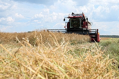 \"Урожай порядка 30 ц/га\". Уборка озимого рапса в Мозырском районе