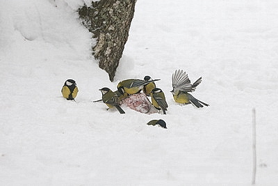 Зимний день в Березинском биосферном заповеднике