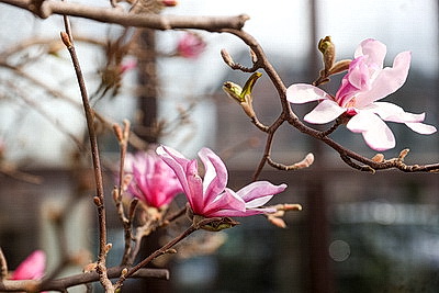 В Бресте распустилась магнолия
