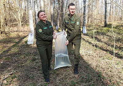 На квас и витаминные напитки. В Витебской области идет заготовка березового сока