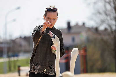 Весна. Белоснежные лебеди на водохранилище Дрозды