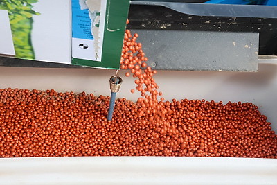 \"Погода испытывает на прочность, но мы не пасуем\". В Быховском районе активно сеют кукурузу на зерно