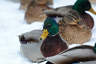 Акция \"Птичий патруль\": актив БСЖ подкармливает птиц