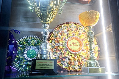 Школьник из Гродно нашел себя в груминге после первой стрижки своего йорка