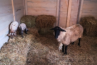 Живой рождественский вертеп появился у Коложской церкви в Гродно