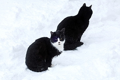 Снежный зимний день