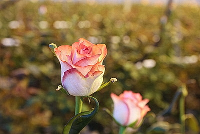 Минский парниково-тепличный комбинат к 8 Марта вырастит более 200 тыс. тюльпанов и около 60 тыс. роз