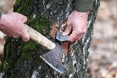 В Гродненской области приступили к заготовке березового сока