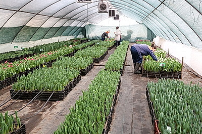 Тюльпаны продолжают расти даже в вазе. В Гомельском опытном лесхозе рассказали об особенностях букетов