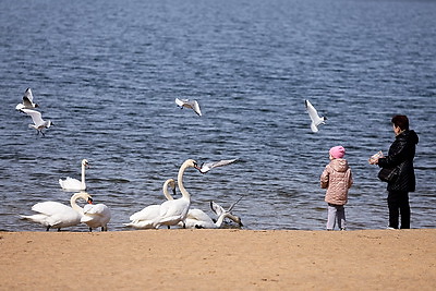 Весна. Белоснежные лебеди на водохранилище Дрозды