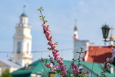 В Витебске зацвел миндаль