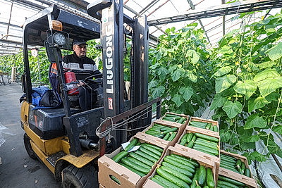 Мартовское путешествие в лето. Как в теплицах Гродненской овощной фабрики растят богатый урожай