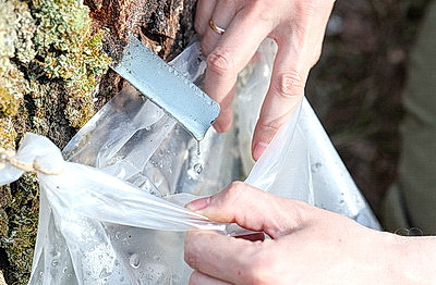 На квас и витаминные напитки. В Витебской области идет заготовка березового сока