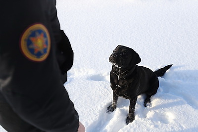 Глухая чаща и бетонные завалы: секреты службы белорусского лабрадора Дарка - претендента на \"Лохматый Оскар\"