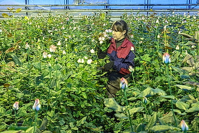 Первые тысячи роз и тюльпанов срезали в теплицах \"Витебского Зеленстроя\"