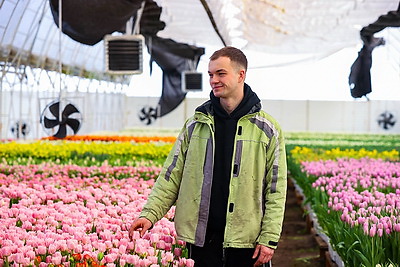 Около 500 тыс. тюльпанов ежегодно выращивает молодой фермер из Дрогичина