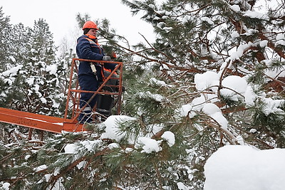 \"Шишки на вес золота\". Как в Белыничском лесхозе заботятся о будущем леса