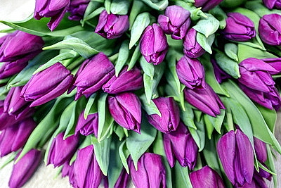 Первые тысячи роз и тюльпанов срезали в теплицах \"Витебского Зеленстроя\"