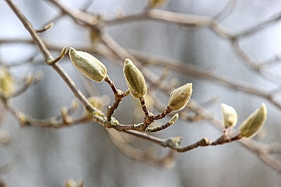 В Бресте распустилась магнолия