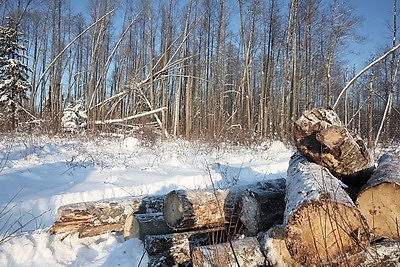 При разработке труднодоступных лесосек планируют заготовить около 600 тыс. куб.м древесины