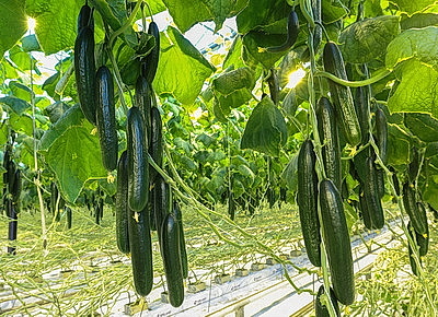 Урожай свежих огурцов, помидоров, салата, зелени собирают в Полоцком районе