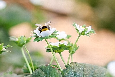 Круглый год в магазинах! Как выращивают овощи в тепличном хозяйстве \"ДОРОРС\"