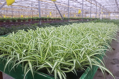 В Бресте собираются высадить миллион цветочных растений