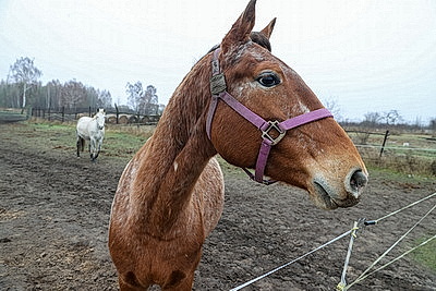 Супруги из Гомельского района разводят лошадей породы белорусская упряжная