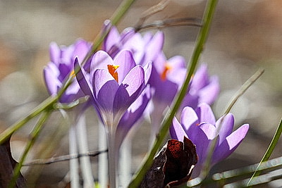 ФОТОХРОНИКА начинает новый информационный день