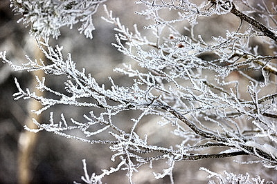 Ночью до -25..-30°С ожидается в Беларуси 15 января